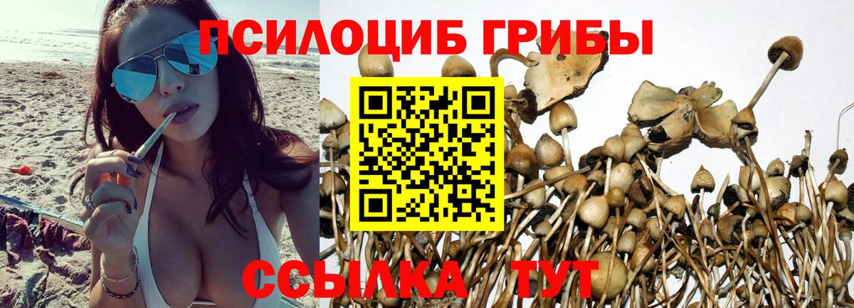 Псилоцибиновые грибы GOLDEN TEACHER  Галлюциногенные грибы прущие грибы  Лабинск  Вход с VPN 